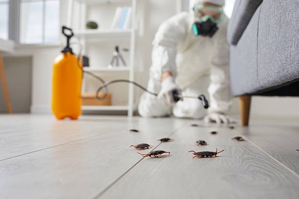 Commercial Rodent Management in Ridgecrest